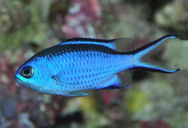 Blue Chromis